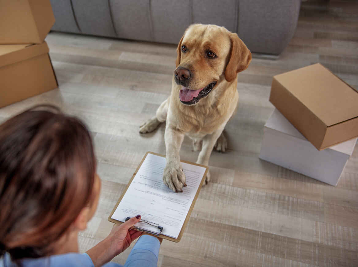 How to write the ultimate pet resume How to write the ultimate pet resume