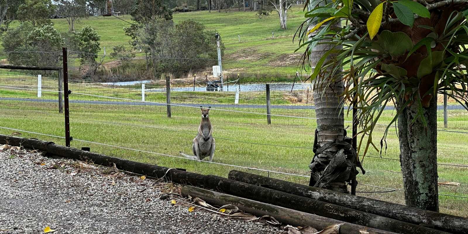 5 Honeyeater Court Upper Caboolture
