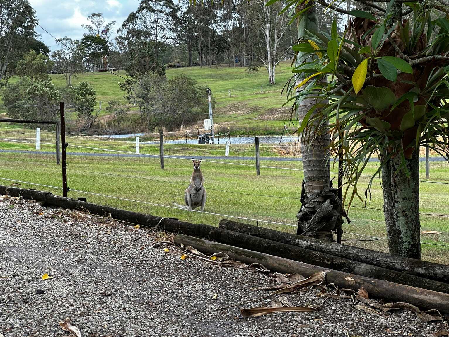 5 Honeyeater Court Upper Caboolture