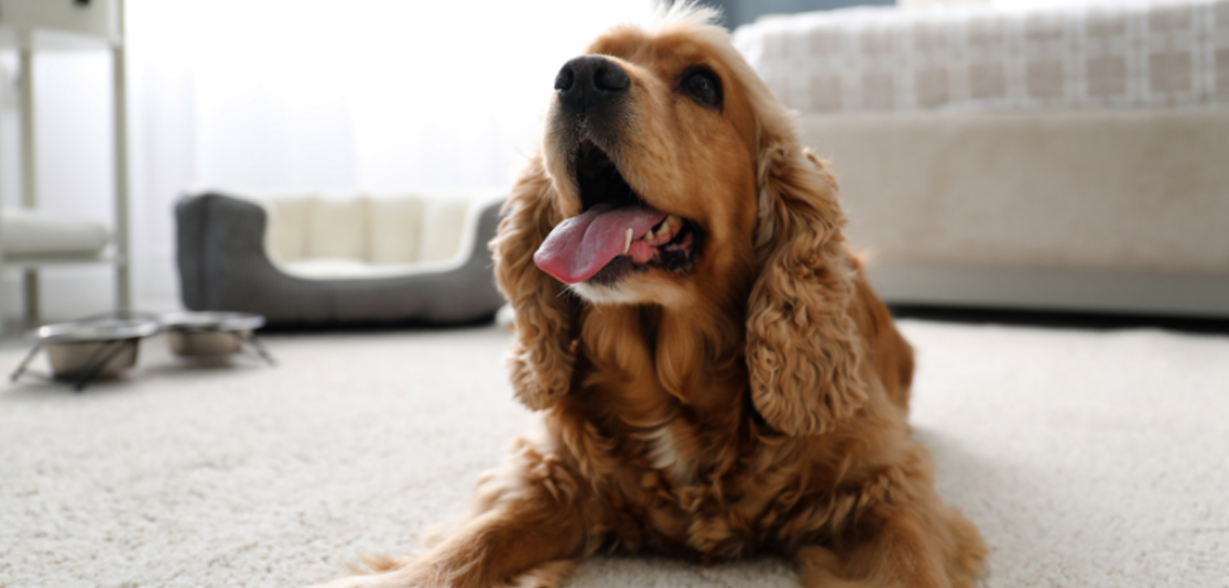 How to Make Your Rental Property Pet-Friendly How to Make Your Rental Property Pet-Friendly