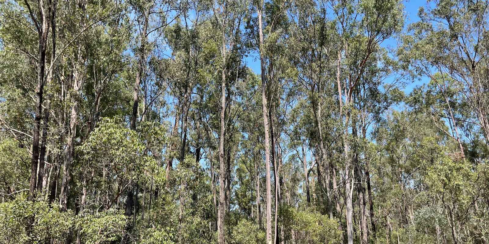 Lot 183 Arborthree Road Glenwood