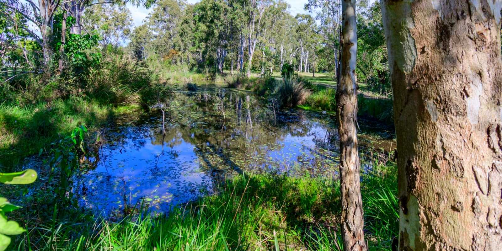 20 Beech Drive Morayfield