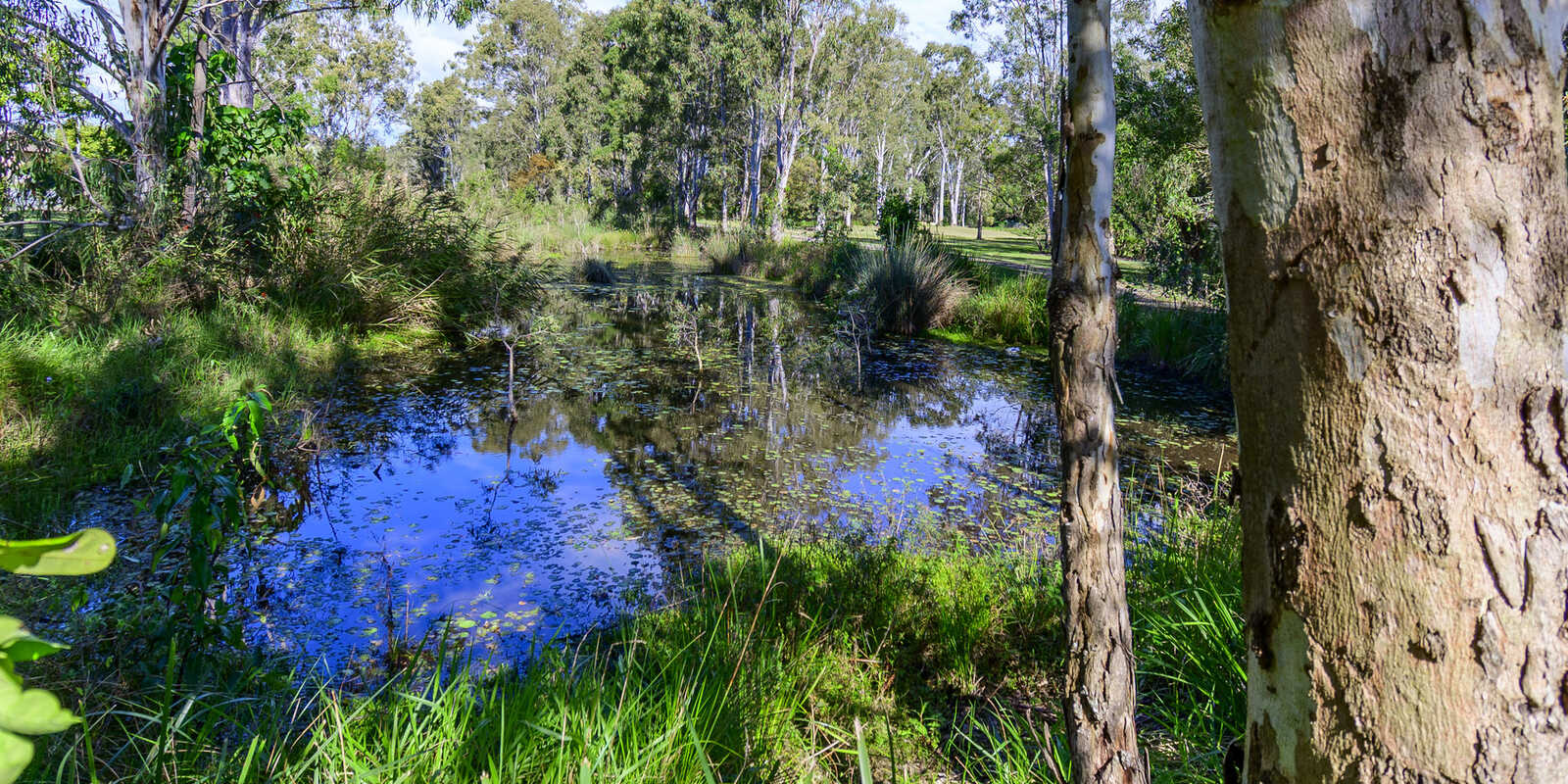 20 Beech Drive Morayfield